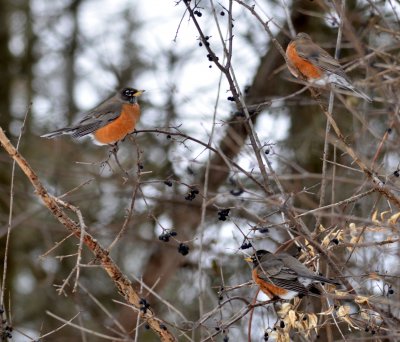 Robins in Buckthorn